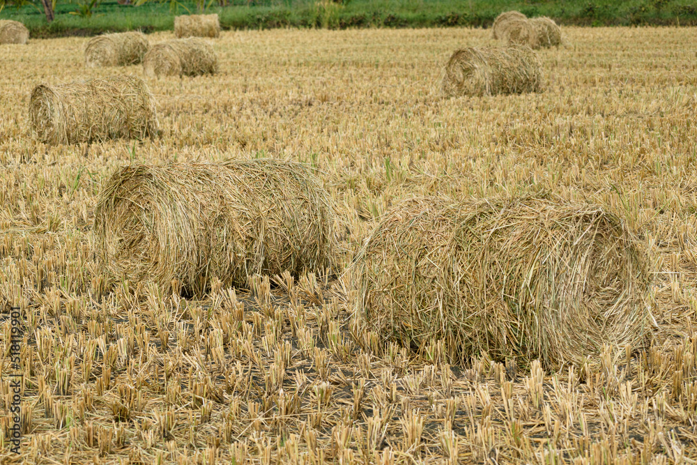 Freshly cut Hay Rolls in field with selective focus. Tamilnadu, India.