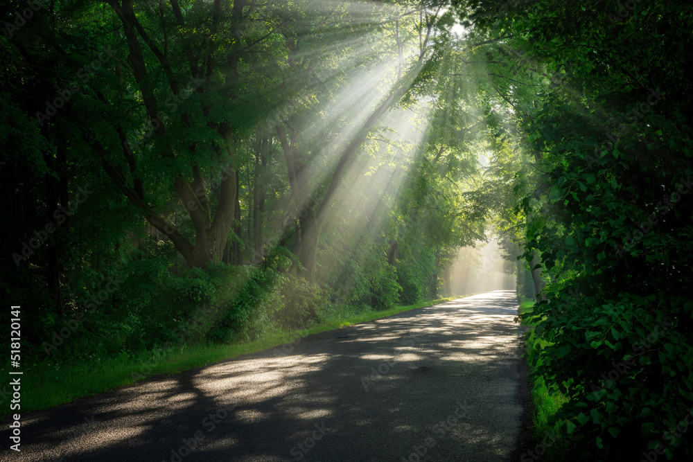 Obraz premium Beautiful sunrays in avenue of green trees