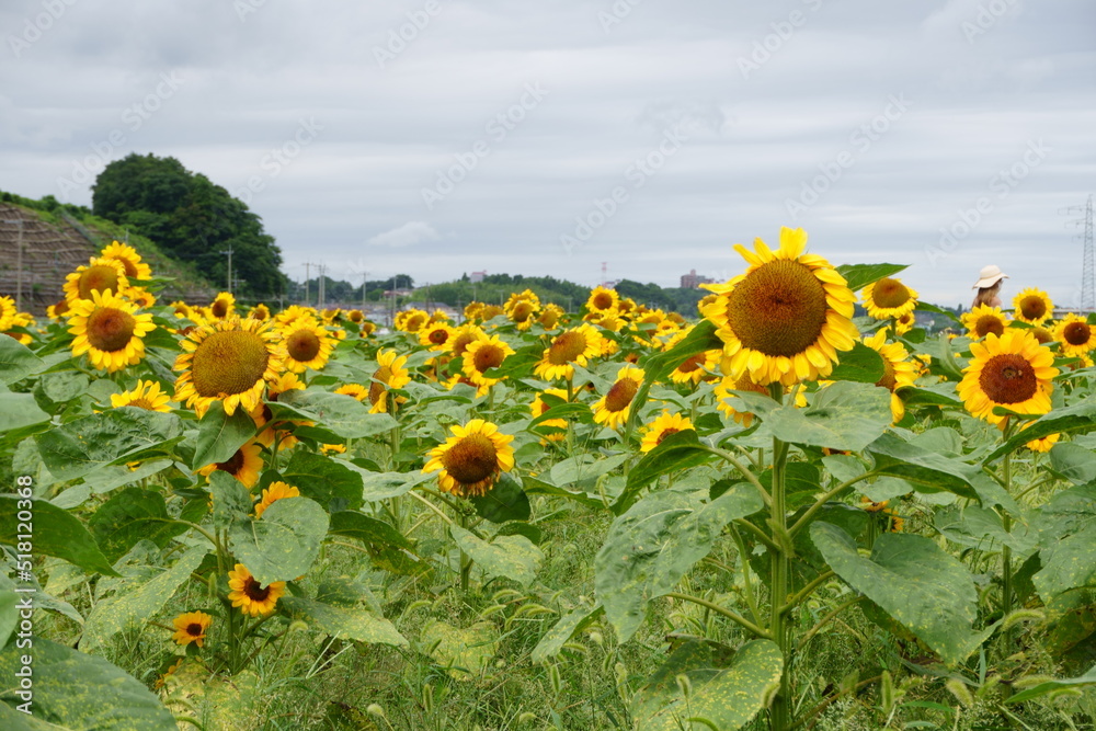 Obraz premium ひまわり畑に咲く大きなひまわりの花