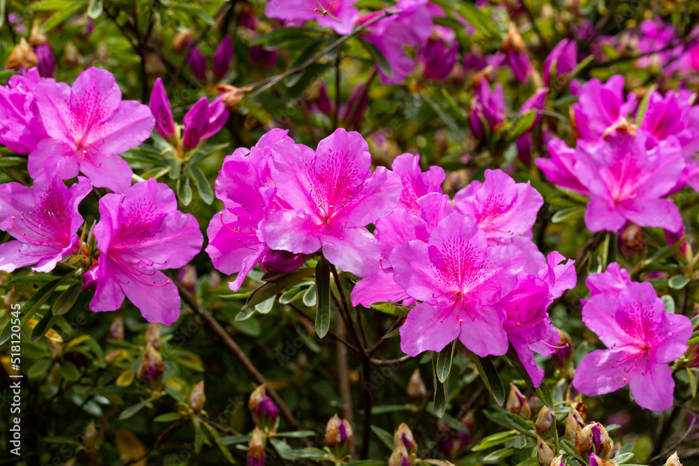 Close up on the purple flowers of azalea japonica Konigstein - japanese azalea. Pistil and stamens are visible,
