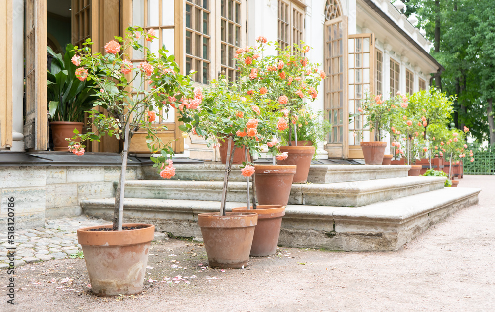 Roses in pots in front of house