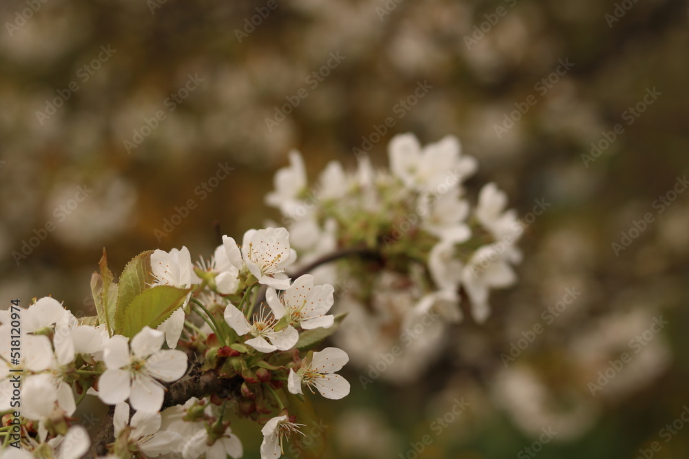 White flowers of cherry blossoms.