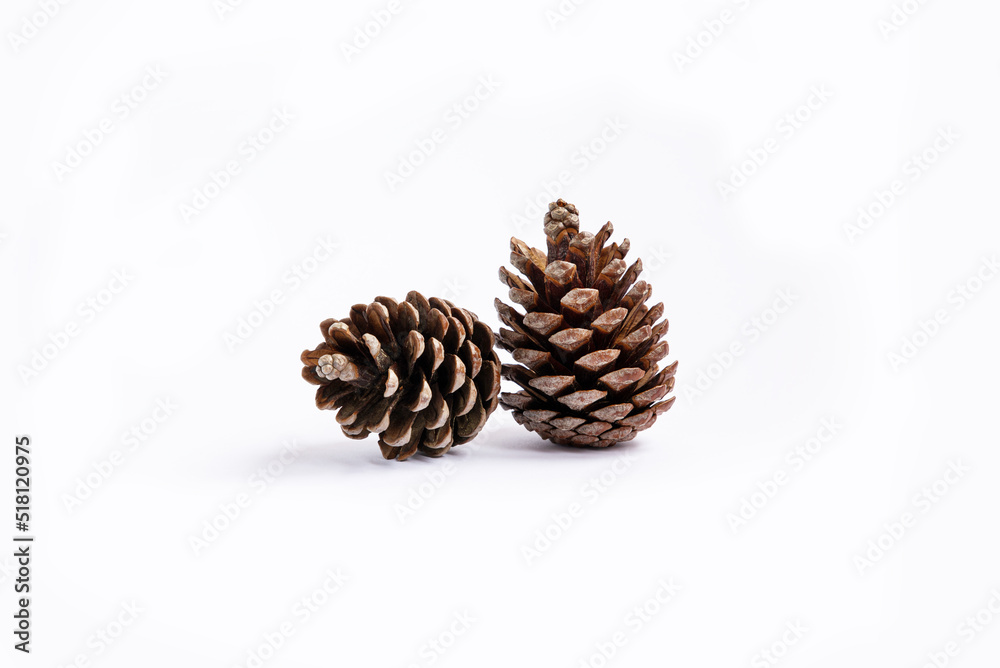Two pine cones lying side by side isolated on white background Two pine cones lying side by side isolated on white background