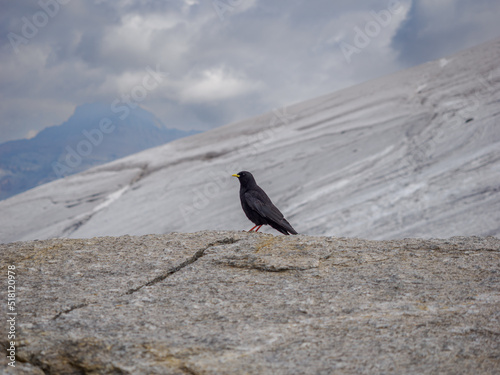 Chova piquigualda en los Alpes italianos con el glaciar de fondo photo