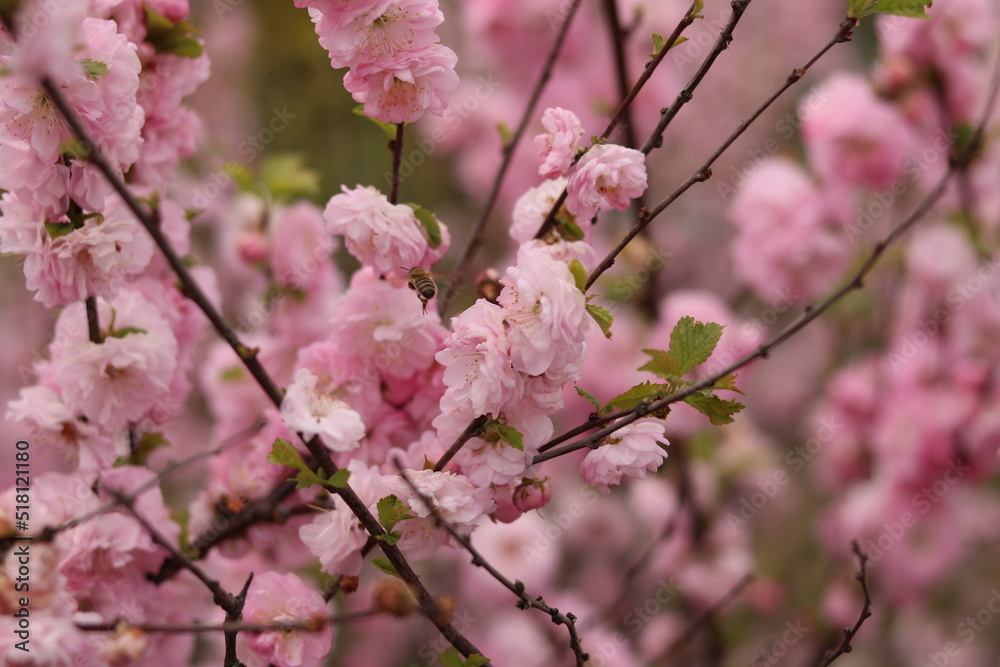 Fototapeta premium Pink almond flower with bees.
