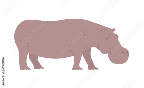 Large adult hippo. African wild dangerous animal. Herbivorous mammal. Flat vector illustration isolated on white background