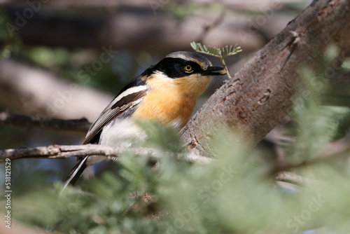 Pririt batis in the Kgalagadi Transfrontier National Park photo