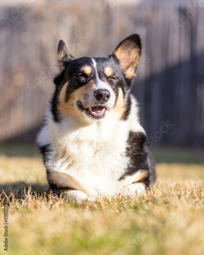 Happy smiling tri colored Pembroke Welsh corgi laying outside in the sun laying in the grass. Long Island New York © Scott Heaney