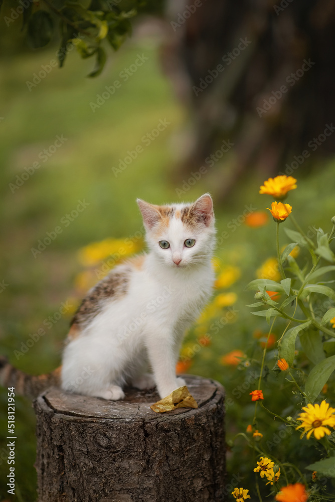 
Photo of a small kitten near a flower bed.