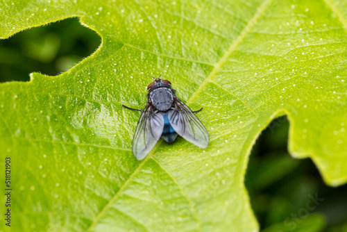 A beautiful green bottle fly or blow fly sitting on a leaf. photo