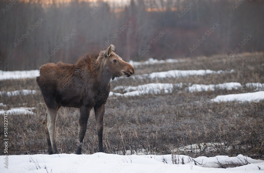 Fototapeta premium Moose calf in profile in early spring