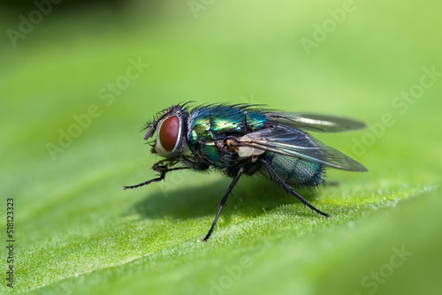 Macro of common green bottle fly seen from the side sitting on a leaf