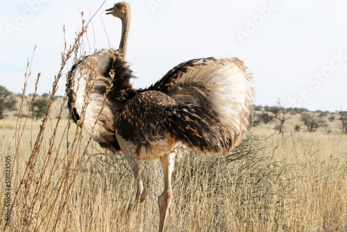 Kgalagadi Transfrontier National Park, South Africa: sub-adult ostrich photo