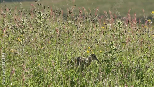 Juvenile European curlew walking through a tall
wildflower meadow photo