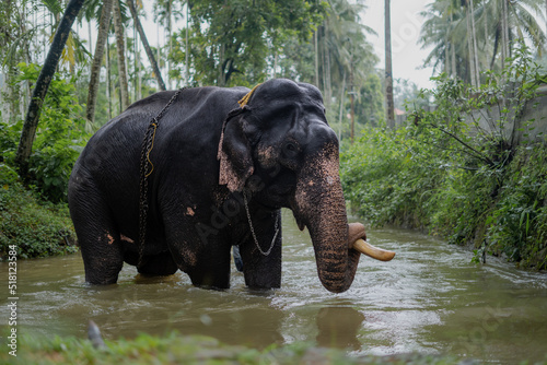 Photography the elephant in the river