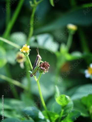 grasshopper on green plant at natural habitaf