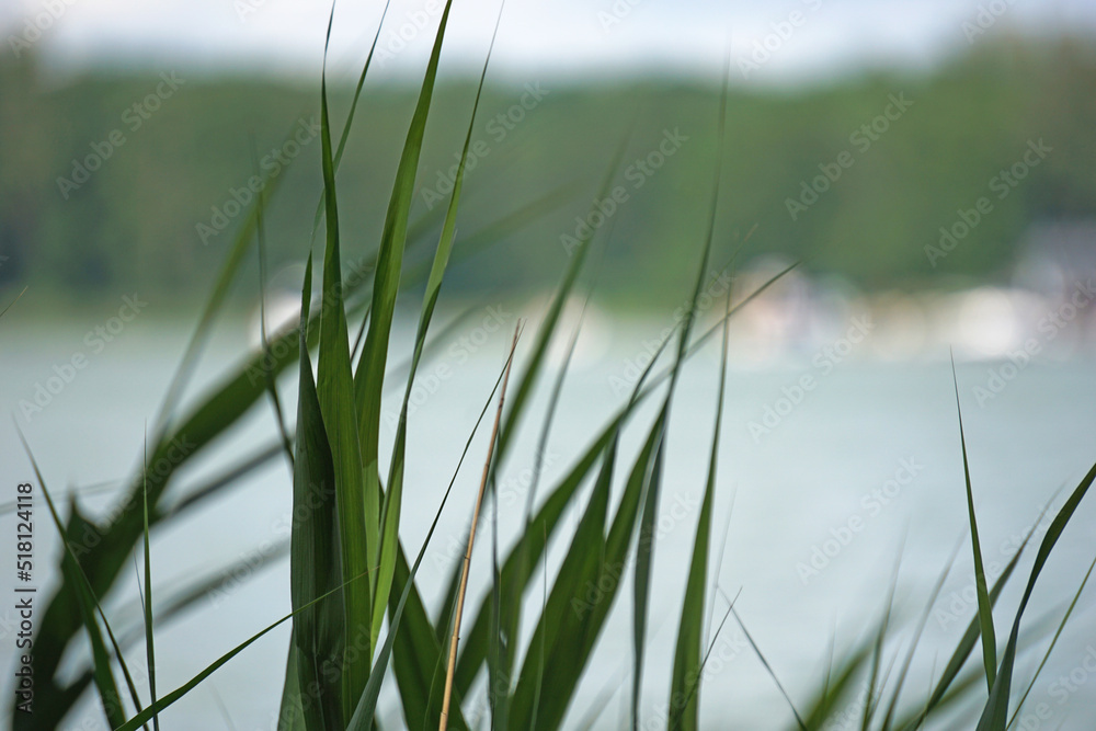 Reeds on water's edge Reeds on water's edge