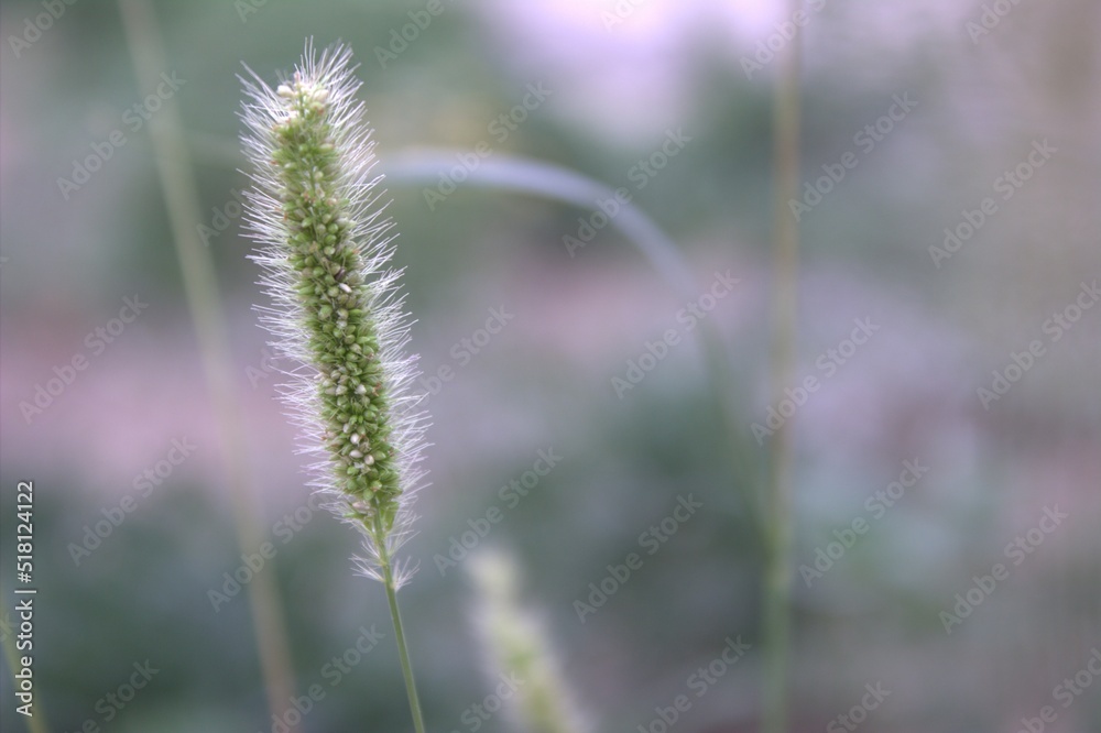 Young spikelets of grass on a well blurred background Young spikelets of grass on a well blurred background