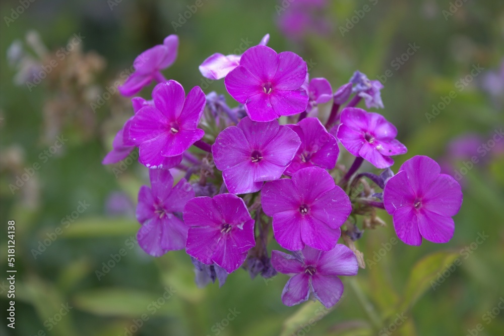 Beautiful park flowers. Delicate color and texture Beautiful park flowers. Delicate color and texture