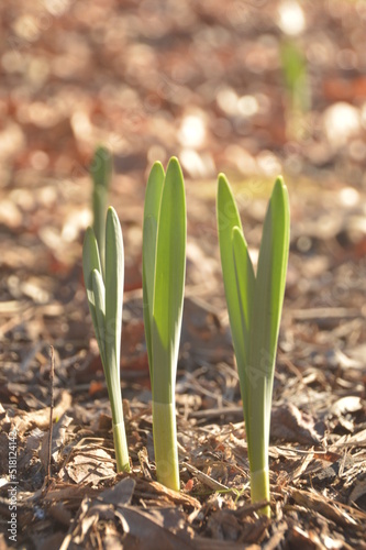Daffodil seedlings growing in the sunlight