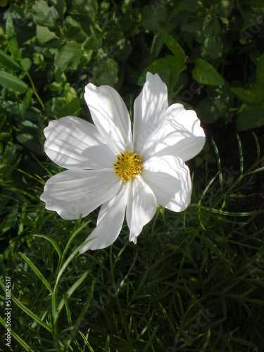 biały kwiat w zbliżeniu 