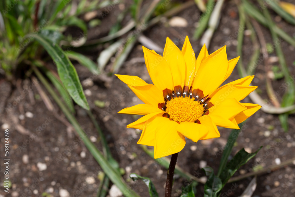 Beautiful yellow gazania flowers photo. Bright flowers of gazania in garden during flowering, Beautiful yellow gazania flowers photo. Bright flowers of gazania in garden during flowering,
