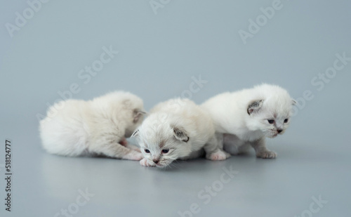 Ragdoll kittens isolated on light blue background