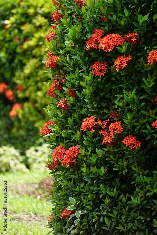 West Indian jasmine (also called ixora, jungle flame, jungle geranium, cruz de Malta) with a natural background West Indian jasmine (also called ixora, jungle flame, jungle geranium, cruz de Malta) with a natural background
