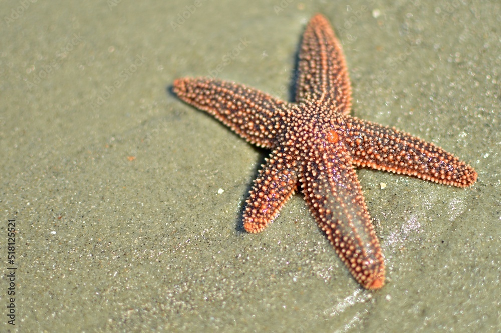 Sea Starfish with Madreporite on the Beach at Tybee Island, Georgia Sea Starfish with Madreporite on the Beach at Tybee Island, Georgia