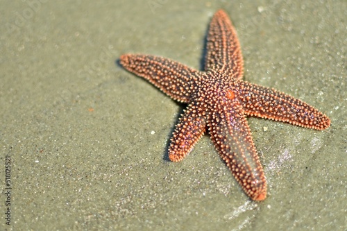Sea Starfish with Madreporite on the Beach at Tybee Island, Georgia