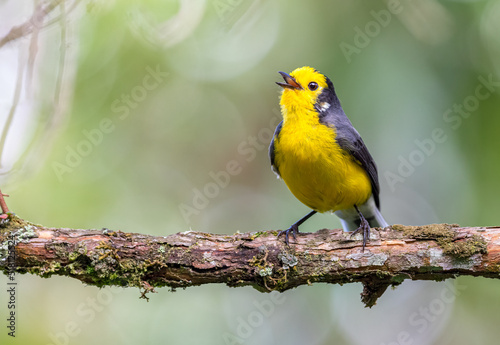 Golden-fronted Whitestart (myioborus ornatus). Bird singing on a small branch