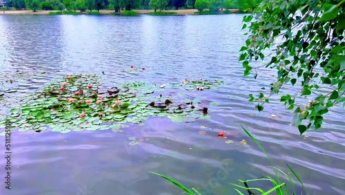 Nymphaea waterlilies on the lake in summer park photo