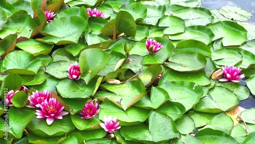 Bright flowers and green leaves of Nymphaea Escarboucle (waterlily) photo