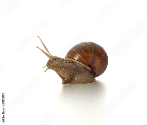 Helix pomatia.Grape snail standing surprised isolated on white background. Macro shot.