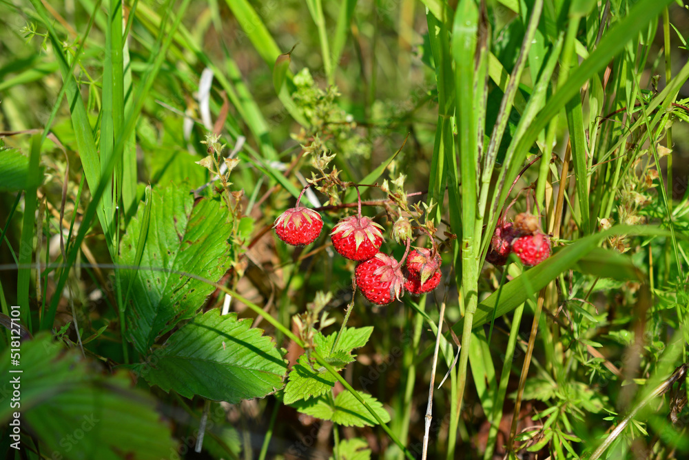 wild strawberries among green grass on meadow, close-up wild strawberries among green grass on meadow, close-up