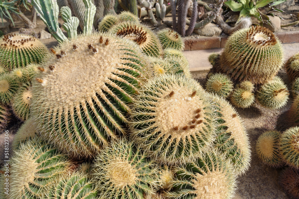 Close-up of cactus in bloom in garden Close-up of cactus in bloom in garden