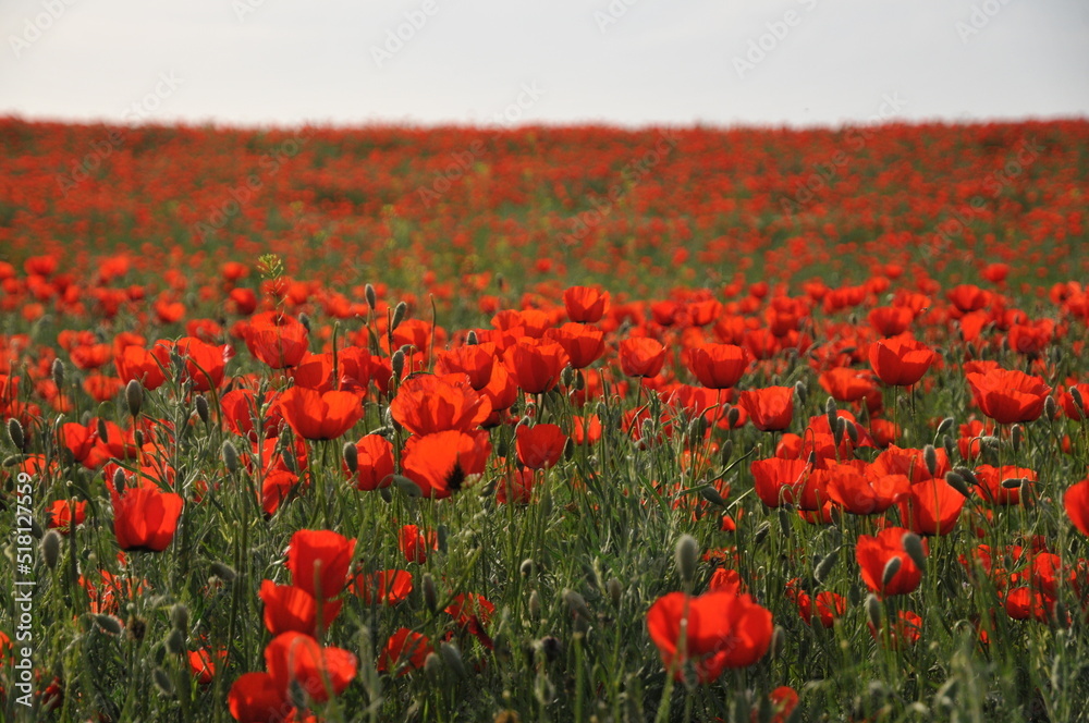 Red poppy field at sunny day. Outdoor countryside.  Tranquil, peaceful background. Wallpaper. Poppy carpet. Wild flowers. Beautiful sunny day outdoor. Poppy field in Kyrgyzstan.