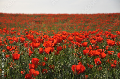 Red poppy field at sunny day. Outdoor countryside.  Tranquil  peaceful background. Wallpaper. Poppy carpet. Wild flowers. Beautiful sunny day outdoor. Poppy field in Kyrgyzstan.