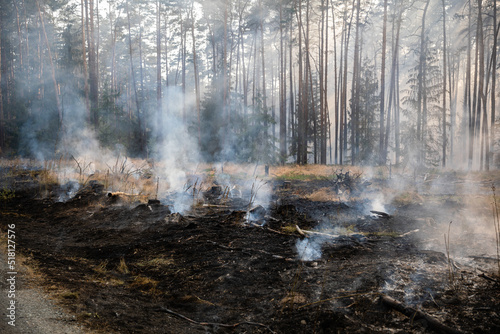 Glutnester bei Waldbrand photo