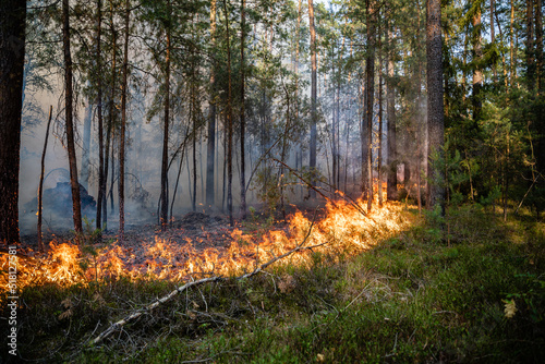 Flammenfront bei Waldbrand