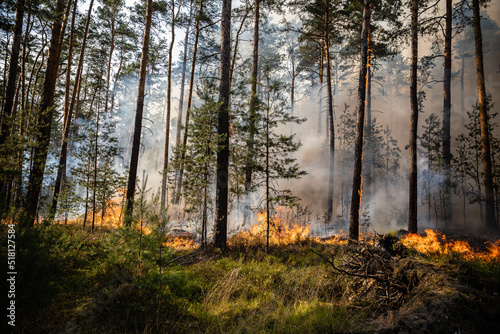 Flammenfront bei Waldbrand