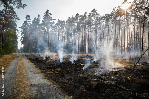 Glutnester bei Waldbrand