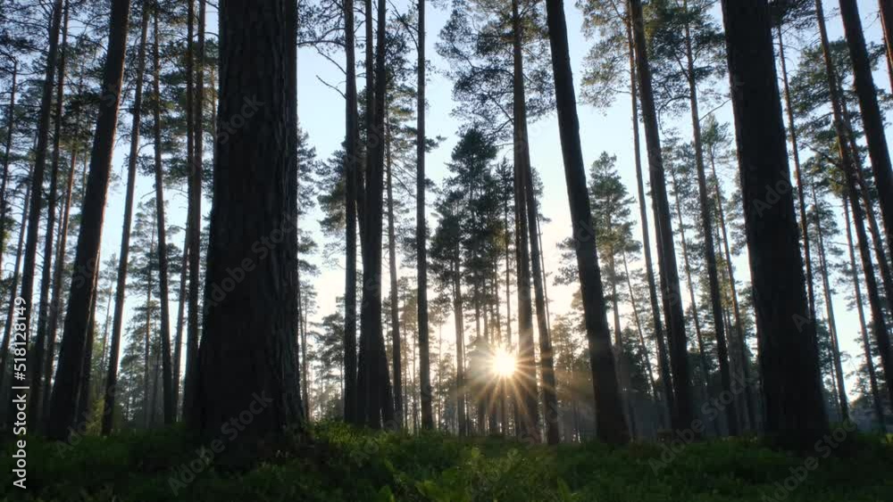 Leningrad Region, Russia. Nature of Karelia. Coniferous forest at sunset is illuminated by rays of setting sun. Silhouettes of firs and pines. Tall trees. View from ground. Leningrad Region, Russia. Nature of Karelia. Coniferous forest at sunset is illuminated by rays of setting sun. Silhouettes of firs and pines. Tall trees. View from ground.