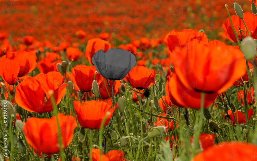 Obraz premium Red blooming poppy field with one black poppy. Loneliness concept. Depression. Hopelessness. A foe among his own.