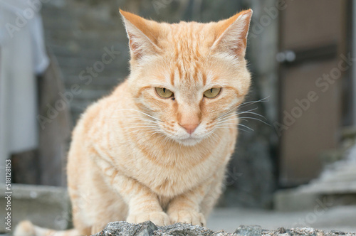 街角で様子をうかがう茶トラの野良猫