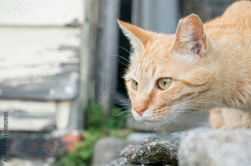 街角で様子をうかがう茶トラの野良猫