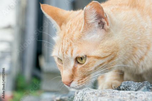 街角で様子をうかがう茶トラの野良猫
