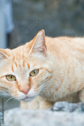 街角で様子をうかがう茶トラの野良猫
