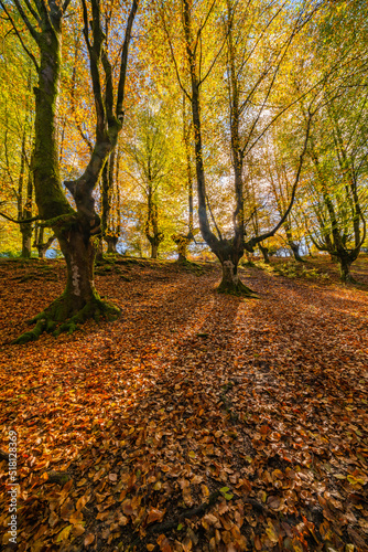 The falling leaves colors the autumn season in the forest. Otzarreta forest, Gorbea Natural Park, Bizkaia, Spain photo