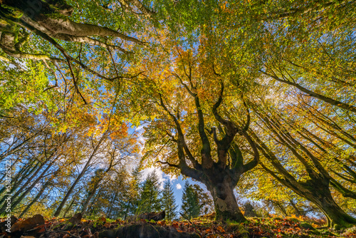 The falling leaves colors the autumn season in the forest. Otzarreta forest, Gorbea Natural Park, Bizkaia, Spain photo